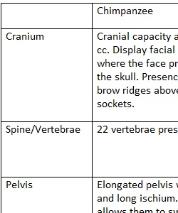 Bipedal Anatomy Comparisons